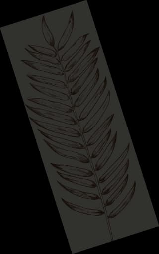 daun